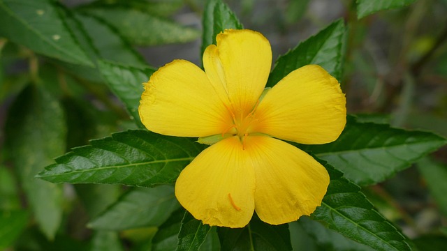 Gea1894f88bf69f54389817810ca858a15277ef558f883f75503f5648b757c1b68566134c7a5679d114aa1412ee4d9d6950dcce793abbdc7aa1adb8c625a26ec7 640